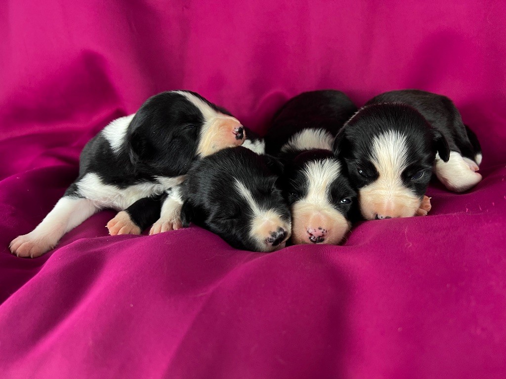 chiot Border Collie Little Rays Of Sunshine