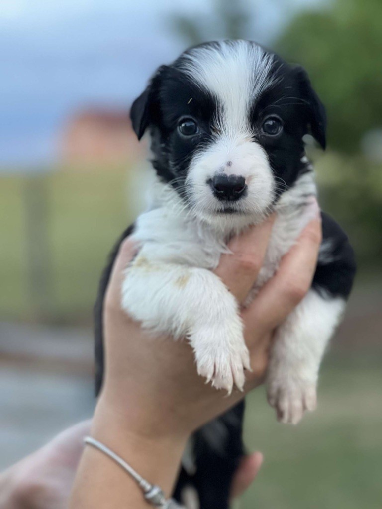 Little Rays Of Sunshine - Chiot disponible  - Border Collie