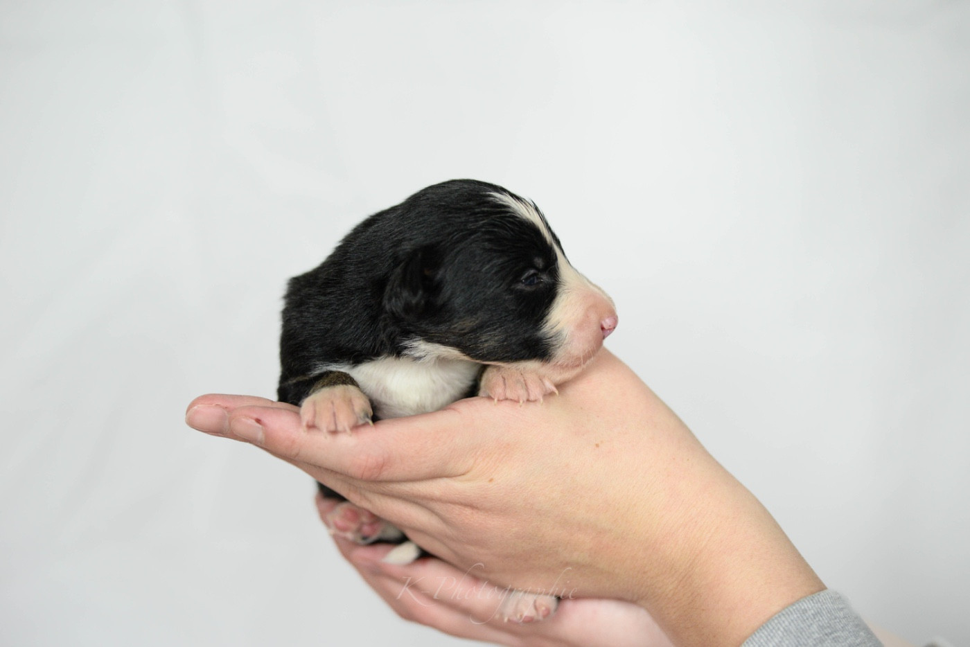 Little Rays Of Sunshine - Chiots disponibles - Border Collie