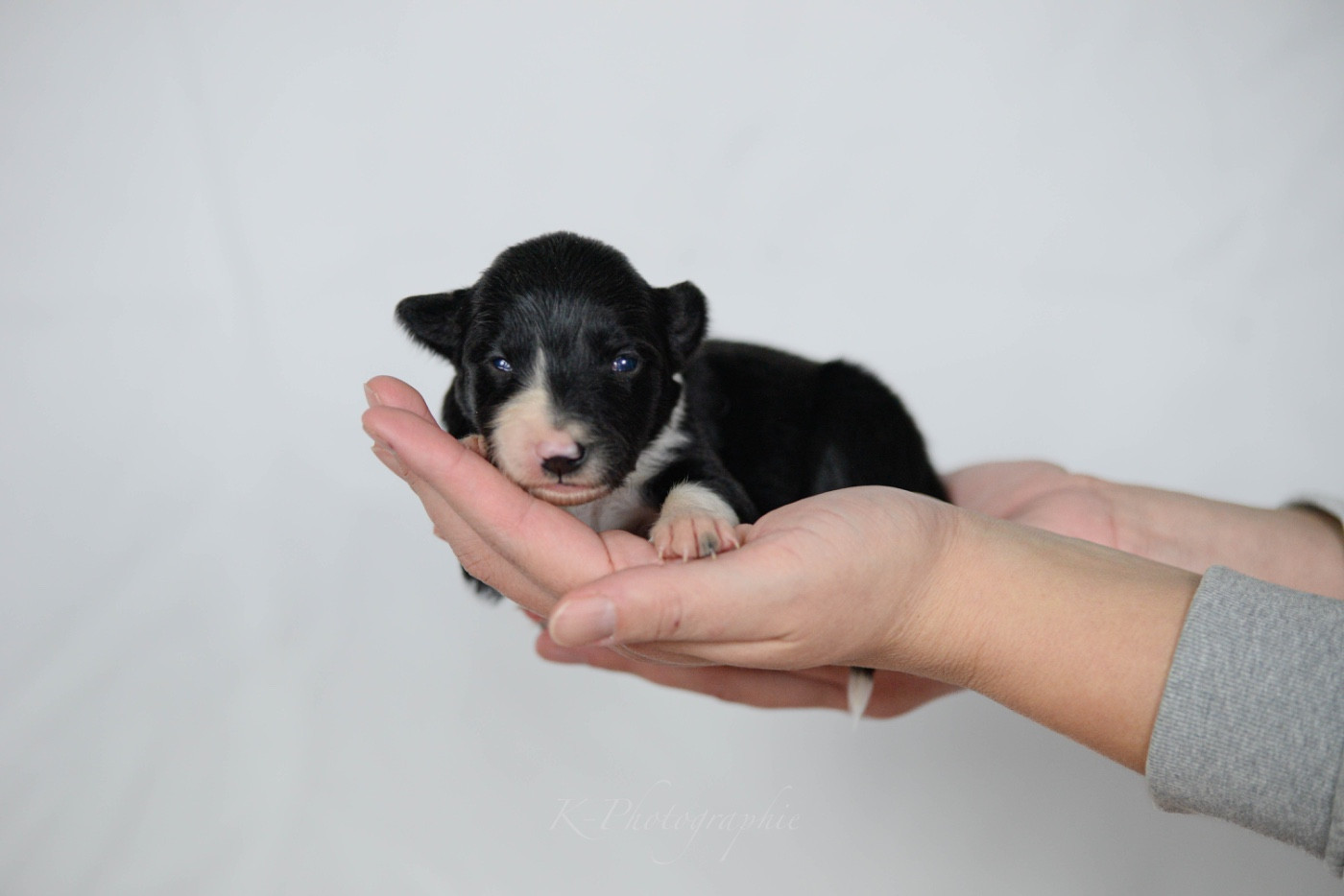 Little Rays Of Sunshine - Chiots disponibles - Border Collie