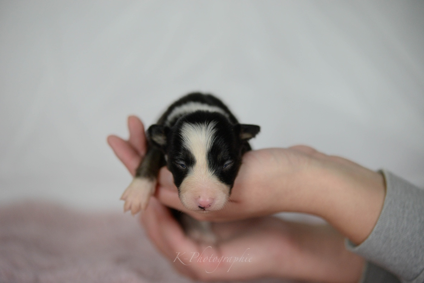Little Rays Of Sunshine - Chiots disponibles - Border Collie