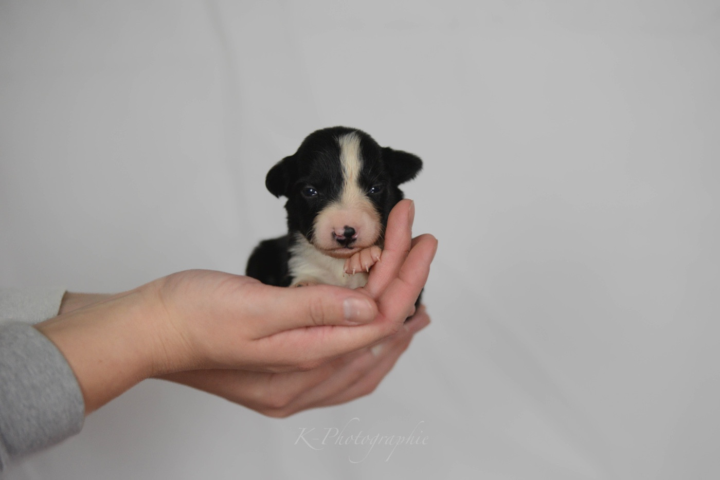 Little Rays Of Sunshine - Chiots disponibles - Border Collie