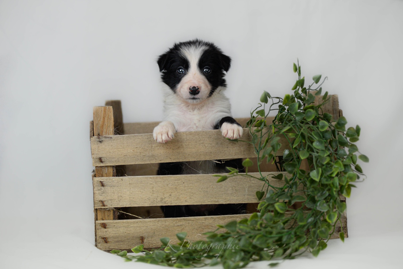 Little Rays Of Sunshine - Chiots disponibles - Border Collie