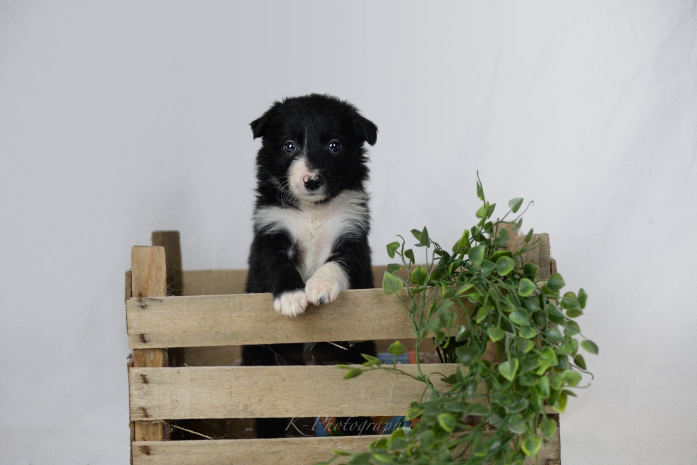 Little Rays Of Sunshine - Chiots disponibles - Border Collie