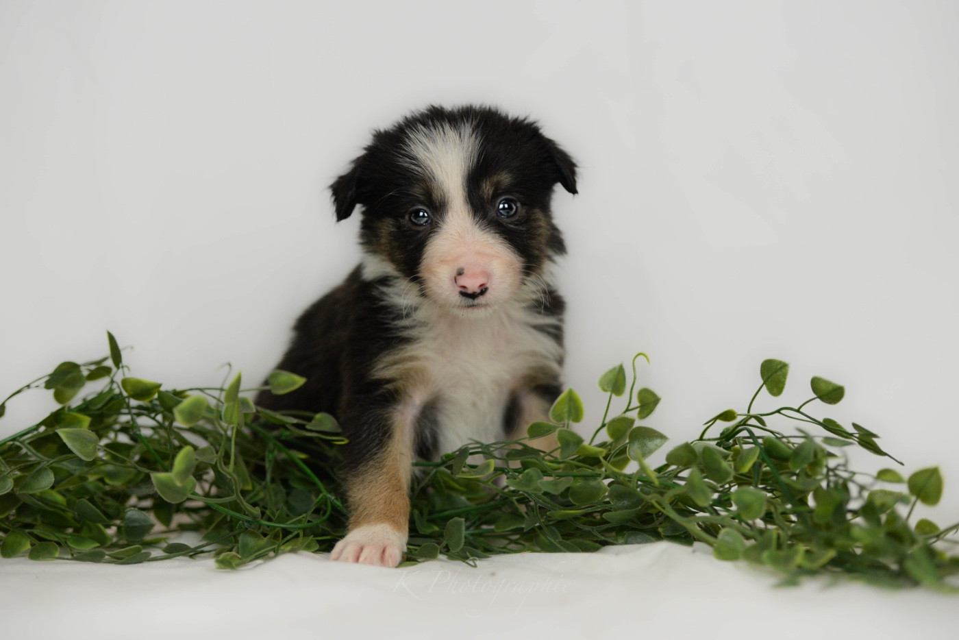 Little Rays Of Sunshine - Chiots disponibles - Border Collie